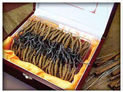 杞县冬虫夏草回收